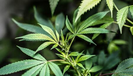 Planta de cannabis en exterior mostrando primeros pistilos blancos durante la prefloración en julio, bajo luz solar natural