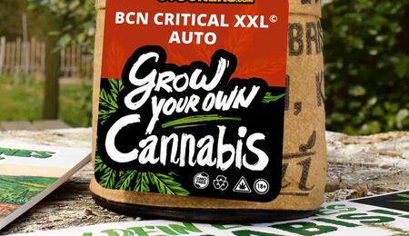 BCN Critical XXL gewinnt IPM Publikumspreis