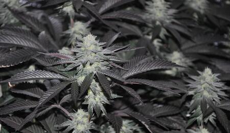 Cogollos maduros de marihuana listos para cosechar en maceta dentro de un cultivo indoor