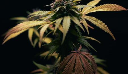 planta de marihuana con problemas en las hojas