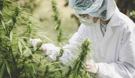 Produzione Cannabis