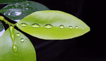 Hoja de coca por Luis Pérez. CC2.0 https://www.flickr.com/photos/pe5pe/8448329772.