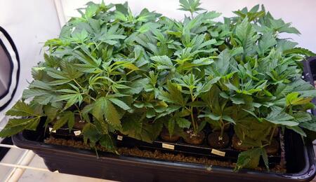 Bandeja de esquejes de marihuana dentro de un propagador cerrado con base de perlita húmeda