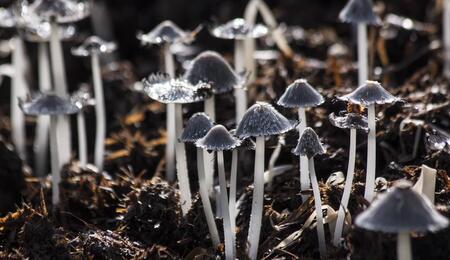 psilocybin psychedelic mushrooms research