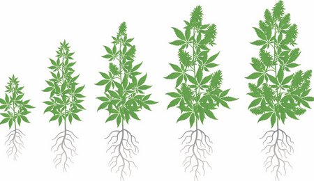 Cómo potenciar la raíz del cannabis. 
