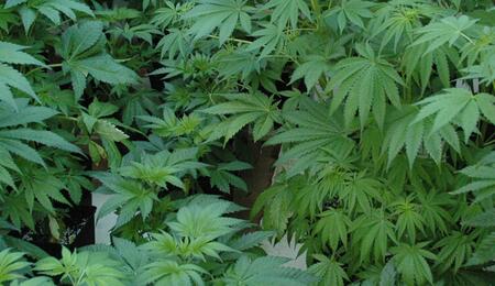 Ralentizar el crecimiento: frena al cannabis en vegetativo