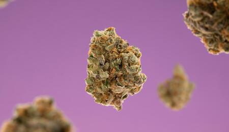 a bunch of dense green cannabis buds laid against a purple background. 