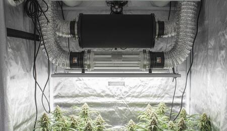Sistema doble extracción con reflector air cooled en armario de cultivo indoor, plantas de cannabis y filtros para máxima eficiencia y ventilación segura