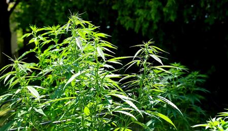 una planta de marihuana en verano