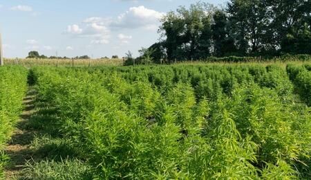 foto de cultivo de cáñamo