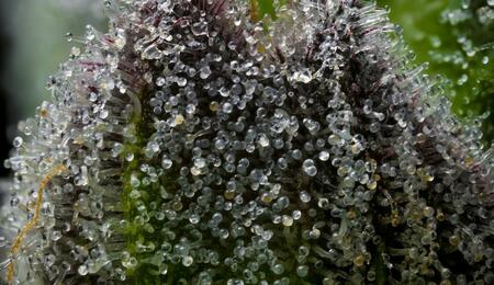 Primer plano de un cogollo de cannabis con tricomas brillantes bajo luz solar intensa, ilustrando el efecto del calor extremo en la resina.