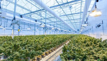 Cannabis greenhouse