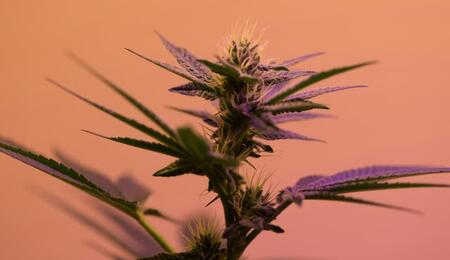 planta de marihuana en floración