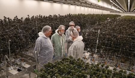 Recorrido por las salas de cultivo de marihuana del experimento legal en Países Bajos