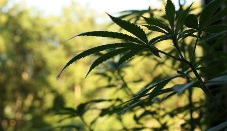 ¿Cómo controlar el crecimiento de una sativa de exterior en verano?