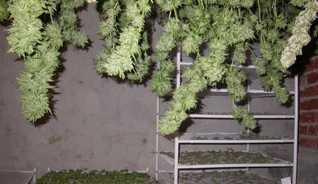 Secadero de marihuana con bandejas 