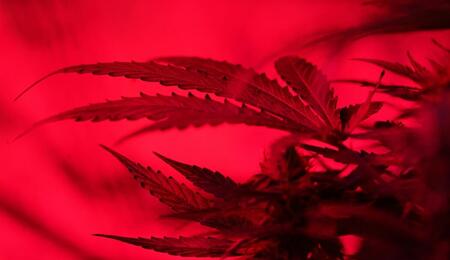 instructions on how to select and equip a discreet place for a small cannabis grow operations to yield just enough weed as your personal stash 