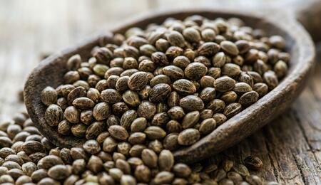 Is Using Regular Cannabis Seeds Worth It?