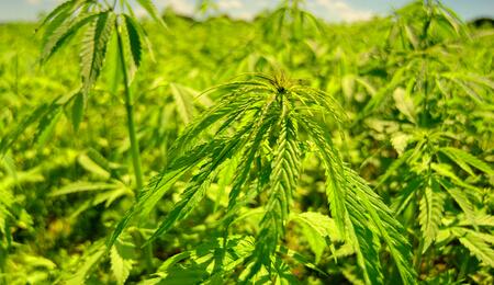 cannabis