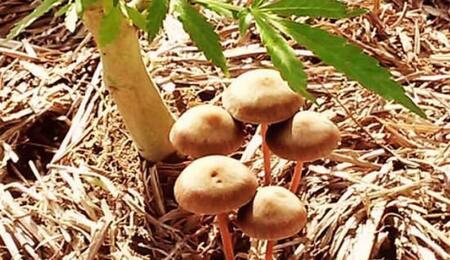 Hongos y sustratos en plantaciones de Marihuana o Cannabis. Diferencias entre hongos patógenos y saprofitos