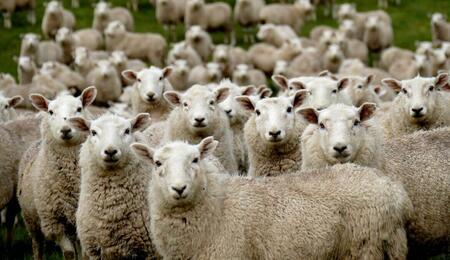 a flock of sheep invades cannabis farm in Greece