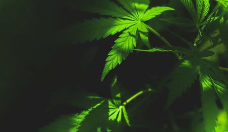 Cannabis consumption lounges could solve one of legalization’s biggest challenges. Check the debate over allowing on-site marijuana use at retail dispensaries.