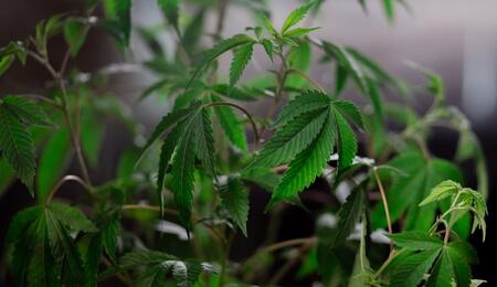 Discover how silicon boosts plant strength, growth, and yield. Learn why this overlooked element improves nutrient uptake and protects against stress.