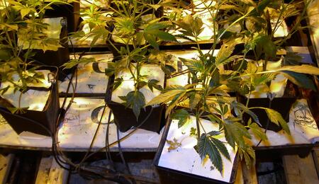 Plantas sobrefertilizadas en crecimiento