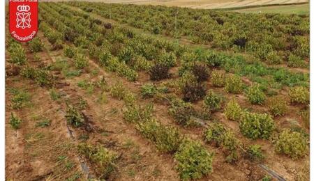 Spanische Polizei entdeckt größte Hanfplantage Europas