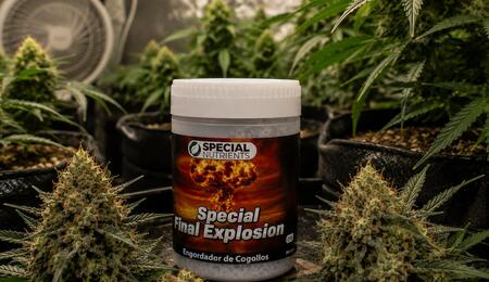 Special Final Explosion de Special Nutrients.