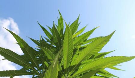 From ensuring that your cannabis plants take in enough water, to warding off spider mites - there are several difficulties to be addressed in the summer. 