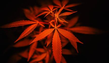El tallo: su importancia en el cultivo de cannabis