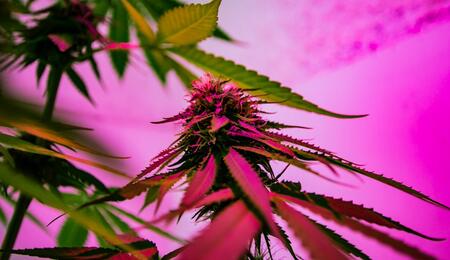 Factores y respuesta al estrés por alta temperatura en la marihuana.