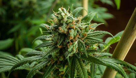 Temperatura y humedad durante floración, vegetativo semilla y esqueje del cultivo de marihuana.