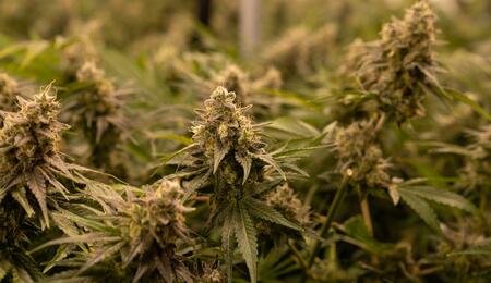 Temperatura, riego y estrés en el cultivo de cannabis.