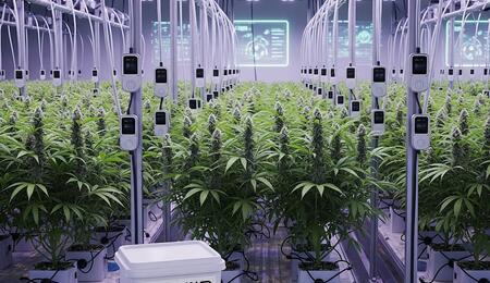 Cultivo de cannabis en 2025 con tecnología inteligente, envases con código QR y sostenibilidad