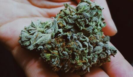 Cannabinoides y terpenos lo mejor del cannabis.