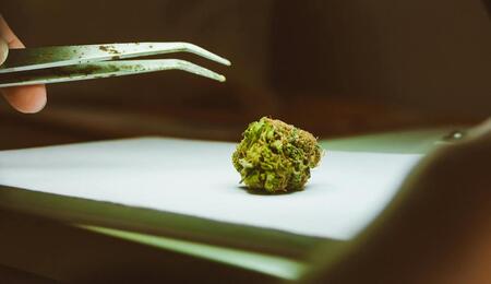 Tip: luz roja en cosecha de terpenos de marihuana.