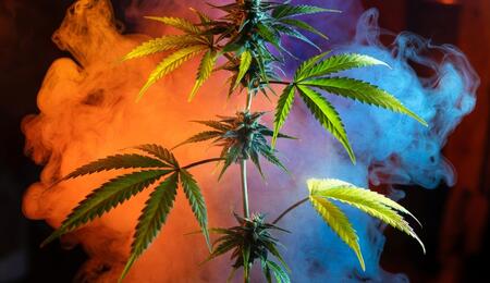 terpenos de cannabis