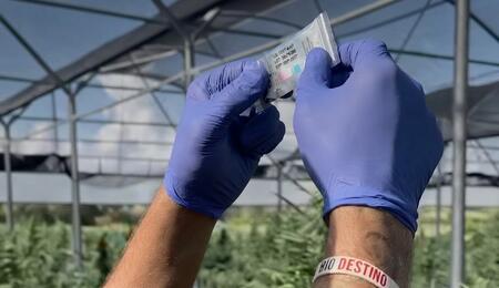 Test, Cannabis, controlli, legale