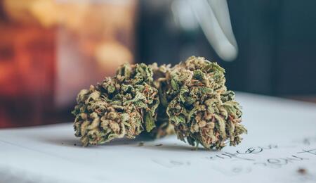 cogollo de marihuana