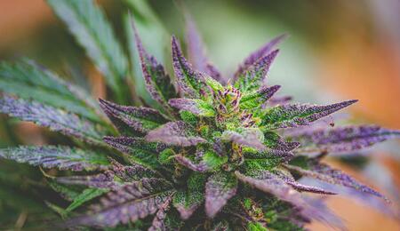 close up image of purple cannabis flower, Texas becomes the 40th state in the U.S. to legalize marijuana for medical uses