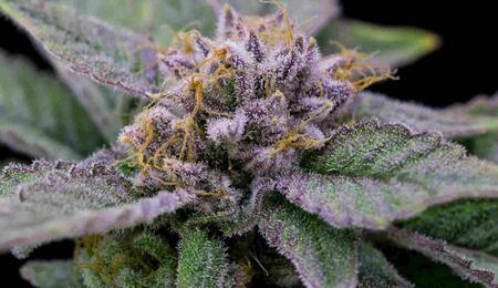 THC-monitor