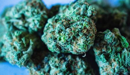 The potency of the most wanted strain of cannabis in Dutch coffeeshop last year was 13.8% THC, not very far from the most potent weed variety available.