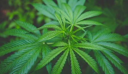 What makes the difference between THC and CBD? Explore molecular science, how they interact with your ECS, and how to balance them for your wellness goals.