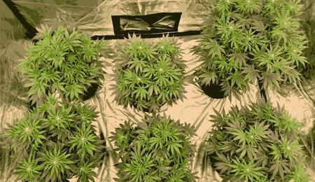Hone your pheno-hunting skills. Understand how cannabis genotypes interact with the environment to express unique phenotypes, and how to select the best traits.