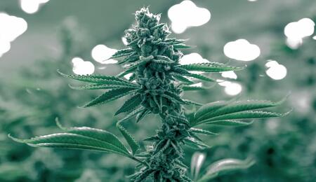 Get the basics of breeding cannabis. Discover the role of phenotypes and genotypes, how to select stable parent genetics, and tips for creating unique strains.