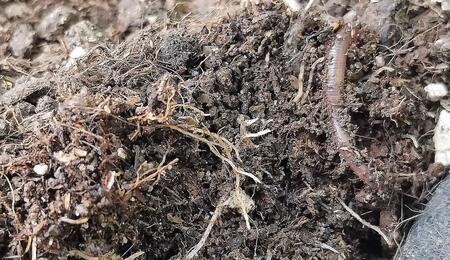  Learn how worm castings boost organic cannabis yields. Discover their benefits, how to use them, and tips to start your own worm bin.