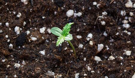 different stages of the cannabis growth process: seedling stage