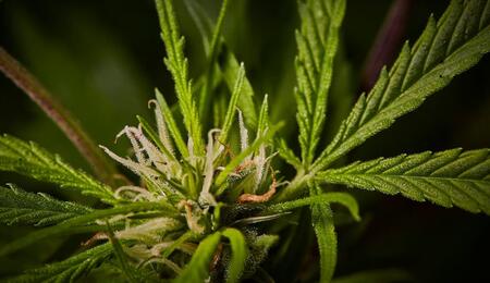 Data for the first year of legal cannabis in Germany shows promise the legalization model is working. Crime rates are down, rates of youth use are steady.